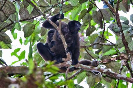 Yanachaga Chemillen National Park  www.perucycling.com